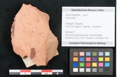 Foto (Objekt + Etikett) von Fossil indet.  (NHMW-GEO-2024-0188-8054)